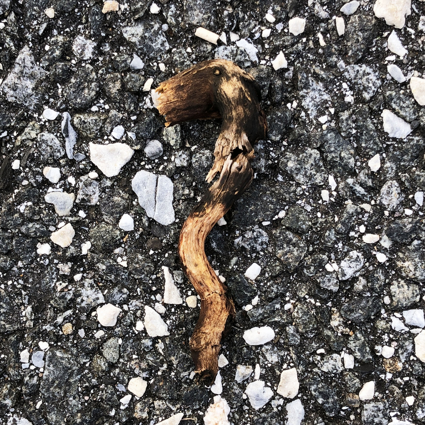 190910 Sliver Horse-sq.jpg