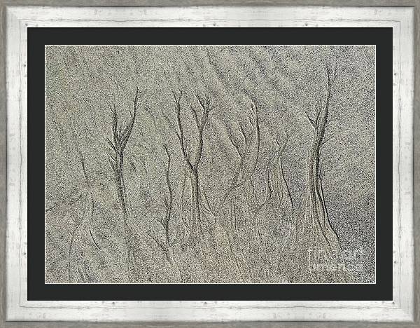 Surf Trees are spiritual to me. I often walk the beach and absolutely love to wander upon them.